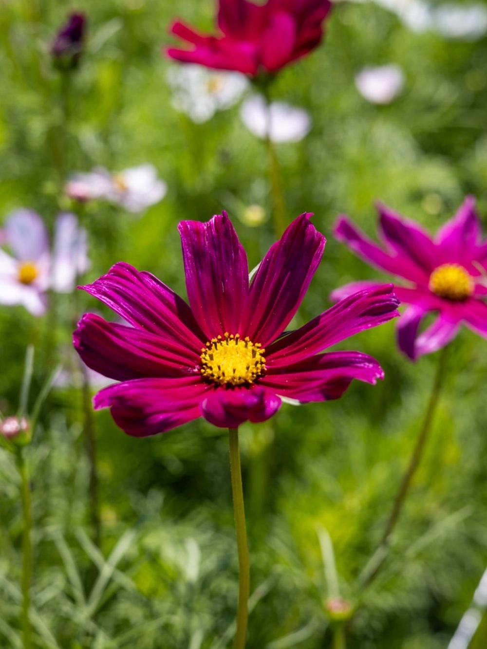 Cosmos botanical Frame - Picture 3 of 5